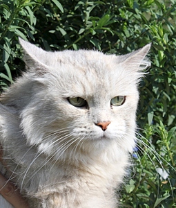 click for enlarge 582 X 683 222.5 Kb picture