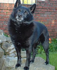 click for enlarge 300 X 370  42.6 Kb picture