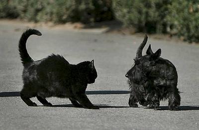 click for enlarge 542 X 354 23.0 Kb picture