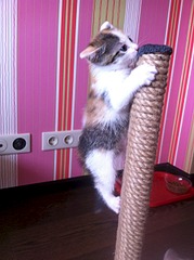 click for enlarge 1920 X 2570 367.3 Kb picture