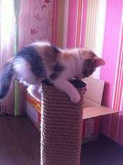 click for enlarge 1920 X 2570 315.7 Kb picture