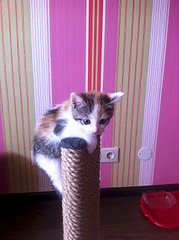 click for enlarge 1920 X 2570 416.0 Kb picture