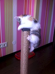 click for enlarge 1920 X 2570 336.0 Kb picture