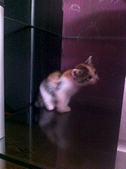 click for enlarge 1920 X 2570 466.6 Kb picture