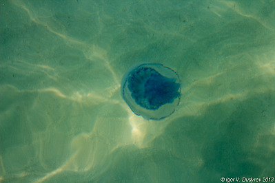 click for enlarge 800 X 533 290.7 Kb picture