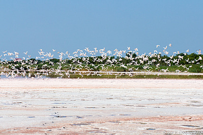 click for enlarge 800 X 533 428.4 Kb picture