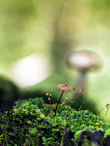 click for enlarge 641 X 855 319.1 Kb picture