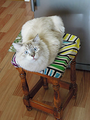 click for enlarge 1920 X 2560 309.2 Kb picture