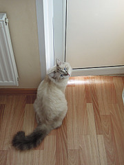 click for enlarge 1920 X 2560 890.1 Kb picture