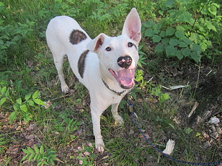 click for enlarge 1920 X 1440 943.7 Kb picture