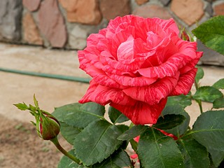 click for enlarge 1600 X 1200 315.2 Kb picture