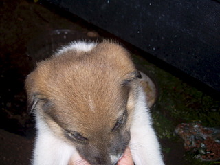 click for enlarge 1920 X 1440 555.2 Kb picture