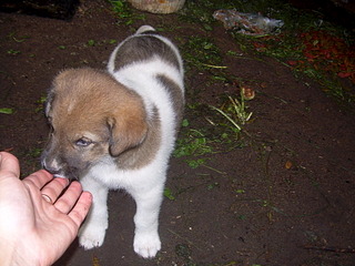 click for enlarge 1920 X 1440 761.2 Kb picture