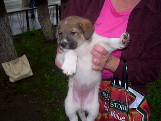 click for enlarge 1920 X 1440 646.6 Kb picture