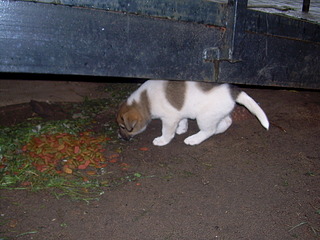 click for enlarge 1920 X 1440 656.5 Kb picture