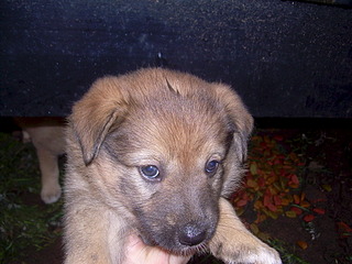 click for enlarge 1920 X 1440 776.8 Kb picture