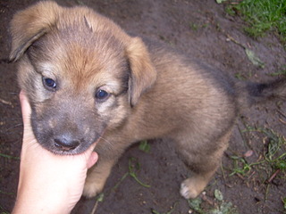 click for enlarge 1920 X 1440 509.9 Kb picture