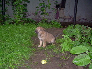 click for enlarge 1920 X 1440 936.0 Kb picture