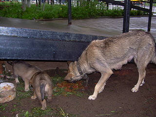 click for enlarge 1920 X 1440 823.6 Kb picture