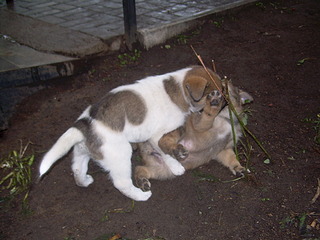 click for enlarge 1920 X 1440 613.2 Kb picture