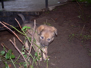 click for enlarge 1920 X 1440 900.9 Kb picture