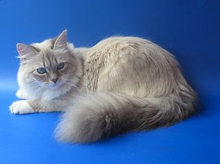 click for enlarge 450 X 336 18.6 Kb picture