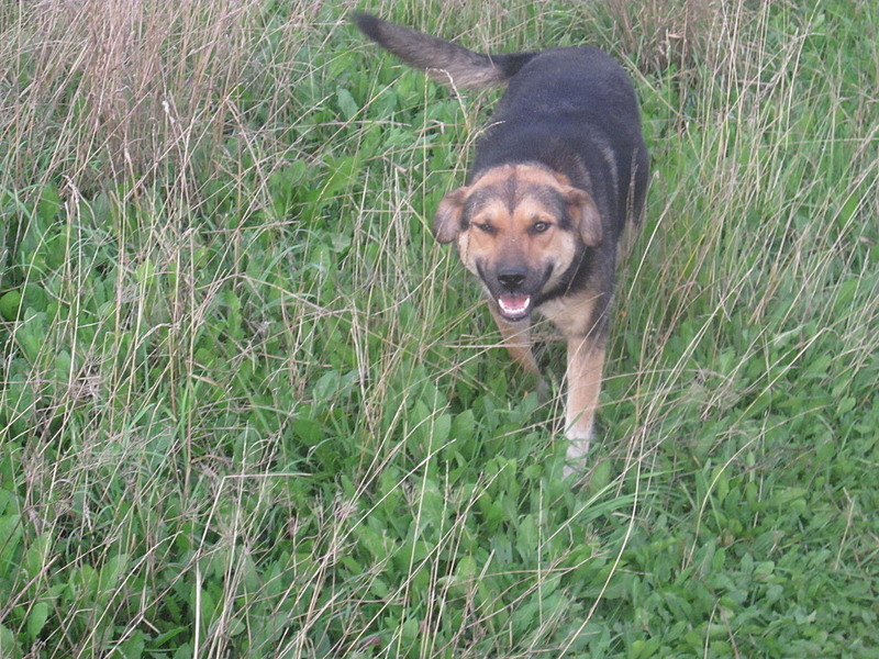 click for enlarge 1920 X 1440 863.2 Kb picture