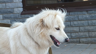 click for enlarge 1920 X 1082 354.2 Kb picture