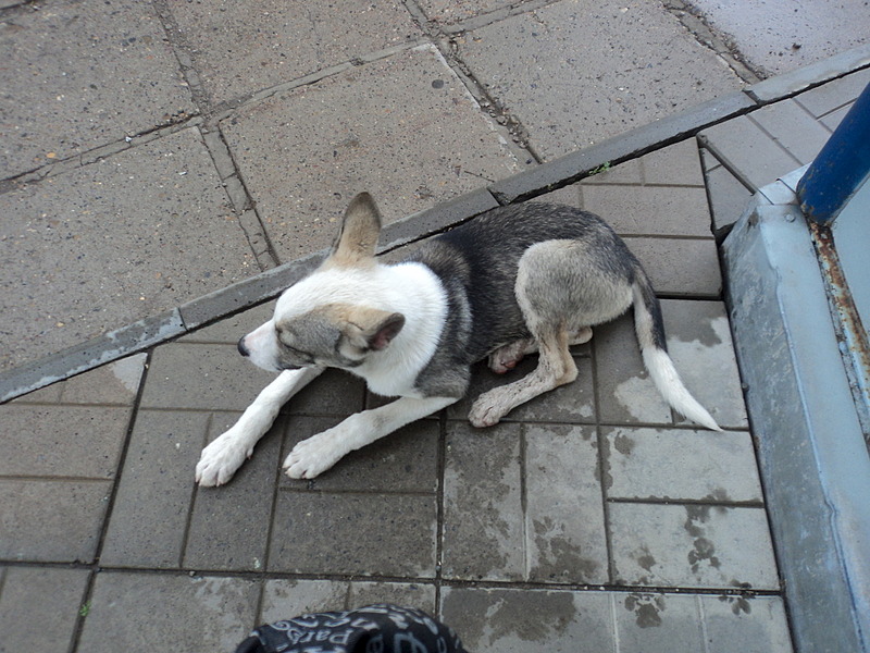 click for enlarge 1920 X 1440 677.7 Kb picture