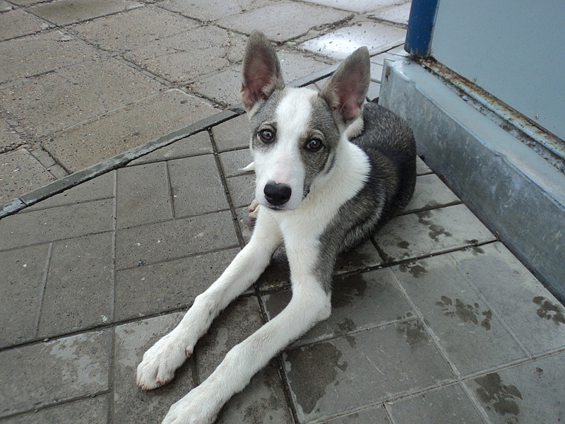 click for enlarge 1920 X 1440 698.9 Kb picture