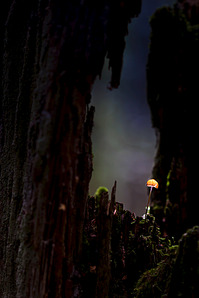 click for enlarge 641 X 962 260.5 Kb picture
