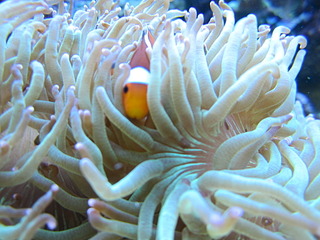 click for enlarge 1920 X 1440 526.2 Kb picture