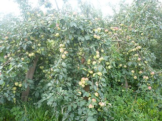 click for enlarge 1200 X 900 339.3 Kb picture