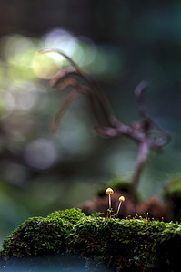 click for enlarge 641 X 962 331.5 Kb picture