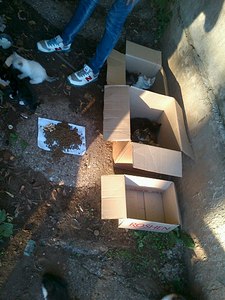 click for enlarge 768 X 1024 164.1 Kb picture