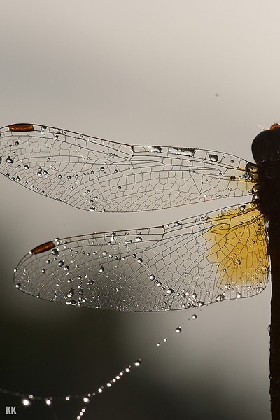 click for enlarge 667 X 1000 154.2 Kb picture