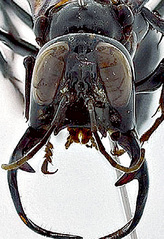 click for enlarge 300 X 437 74.0 Kb picture