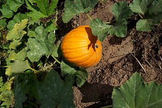 click for enlarge 1920 X 1275 899.9 Kb picture