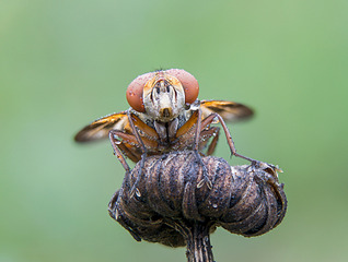 click for enlarge 1920 X 1448 602.4 Kb picture