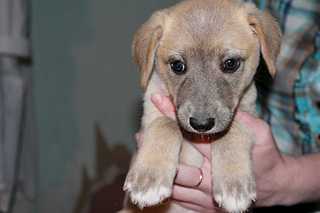 click for enlarge 1920 X 1280 92.1 Kb picture