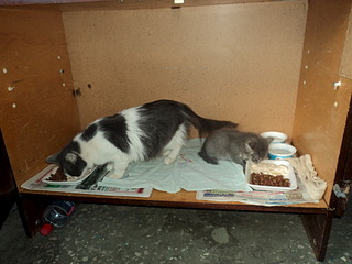 click for enlarge 1920 X 1440 509.9 Kb picture