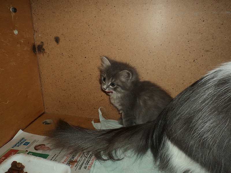 click for enlarge 1920 X 1440 645.3 Kb picture