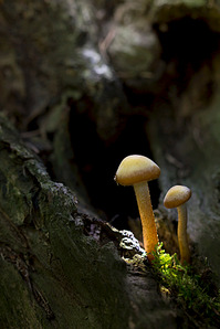 click for enlarge 641 X 962 350.8 Kb picture