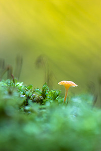 click for enlarge 641 X 962 312.2 Kb picture