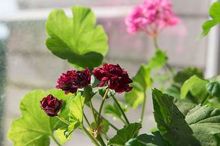 click for enlarge 1920 X 1280 423.6 Kb picture