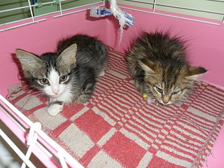 click for enlarge 1000 X 750 297.4 Kb picture