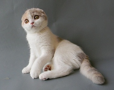 click for enlarge 500 X 397 38.4 Kb picture