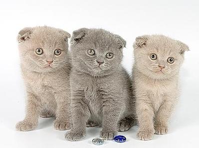 click for enlarge 500 X 372 26.5 Kb picture