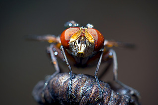 click for enlarge 1920 X 1281 369.8 Kb picture