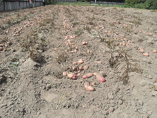 click for enlarge 1920 X 1440 566.4 Kb picture